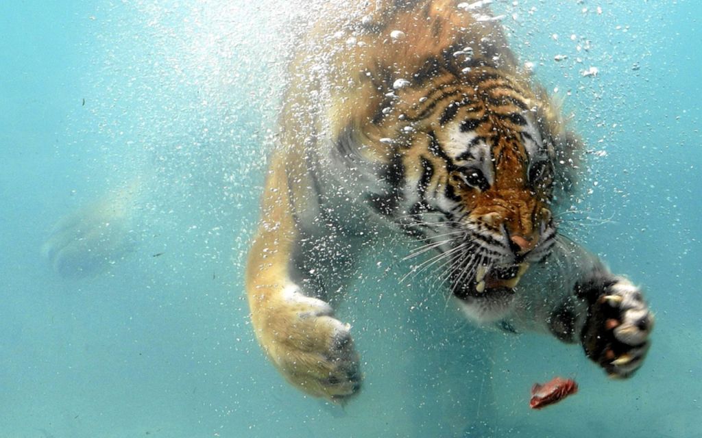 Tiger grasping for a fish in water